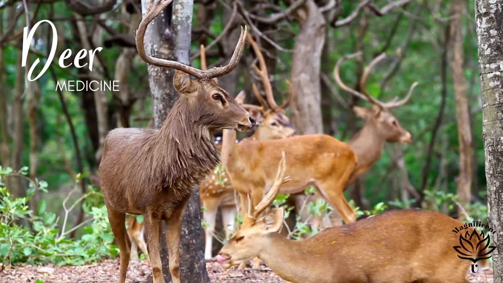 Spirit Animal Medicine - Deer (Gentleness)