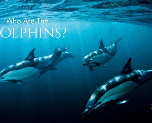 Who Are the Dolphins, cetaceans, dolphin energy healing